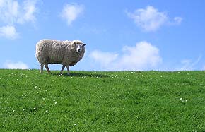 Ferienwohnungen in Carolinensiel Am Alten Deich