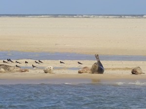 Ebbe und Flut - die Gezeiten in Harlesiel